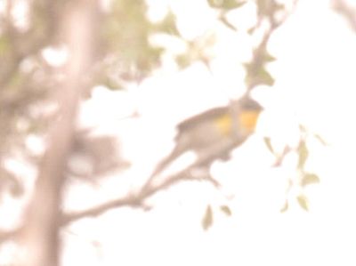 422county.yyyyellowbreastedchat.JPG