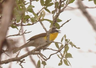 422county.yellowbreastedchat666666666.JPG