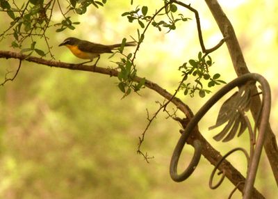 422county.yellowbbreastedchat888888888.JPG