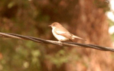 422county.2222easternphoebe.JPG