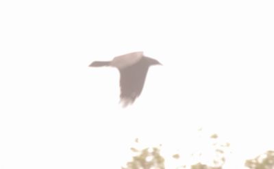422county.commonraven.JPG