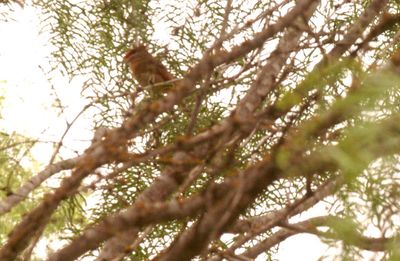 425county.bird.JPG