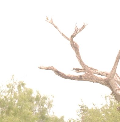 425county.greatkiskadee.JPG