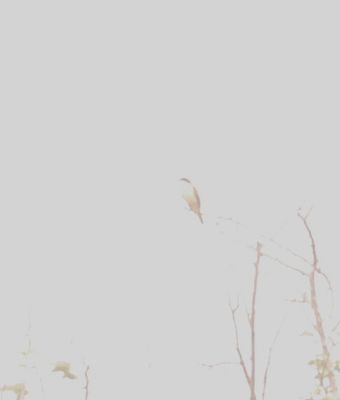 425county.kiskadee.JPG