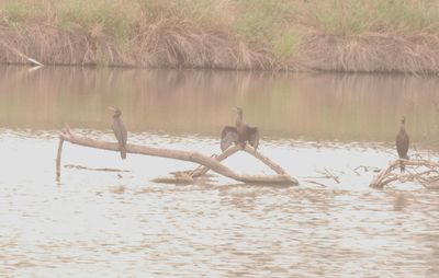 425county.cormorants.JPG