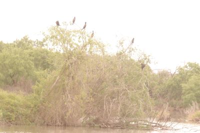 425county.cormorants222222222.JPG