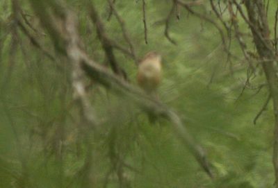 425county.carolinawren.JPG