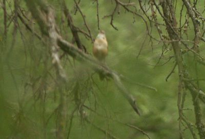 425county.2222222carolinawren.JPG
