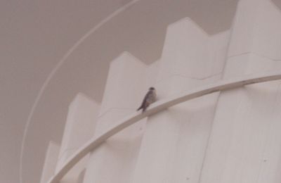 426county.peregrinefalconJPG