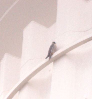 426countyperegrine.JPG