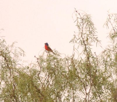 428county.paintedbunting.JPG