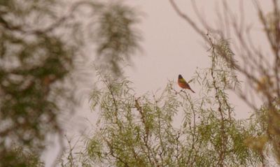 428county.2222222paintedbunting.JPG