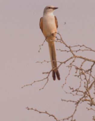 428county.scissortailed.JPG