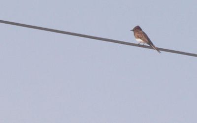 428county.blackphoebe.JPG