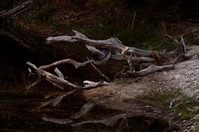428county.nuecesriverlog.JPG