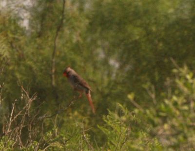 428county.cardinal.JPG