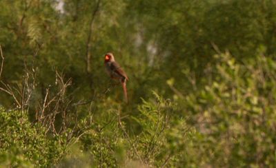 428county.pysrrhuloxia.JPG