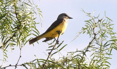 428county.westernkingbird.JPG