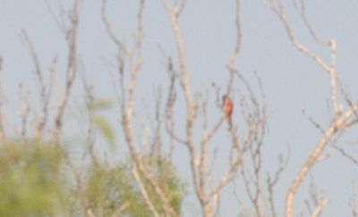 428county.444444paintedbunting.JPG