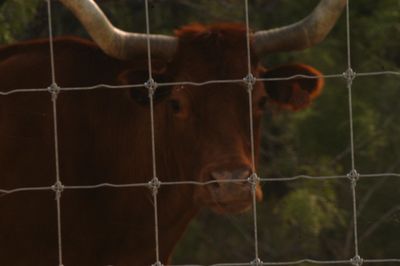 428county.11longhorn.JPG