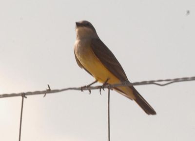 428county.12222westernkingbird'.JPG
