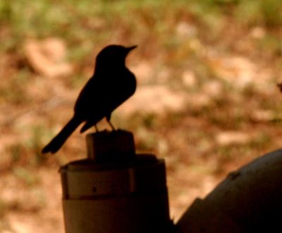 428county.easternphoebe.JPG
