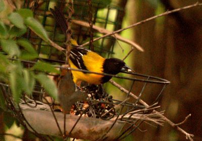428county.audubon'soriole.JPG