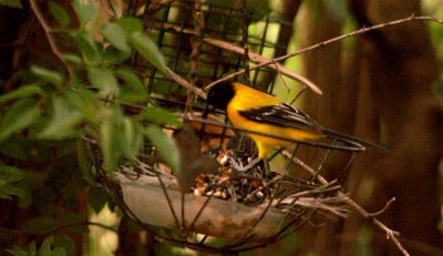 428county.2222222audubon's.JPG