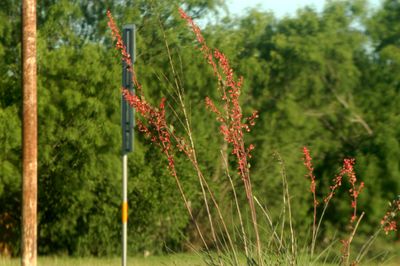 429county.redcactusJPG