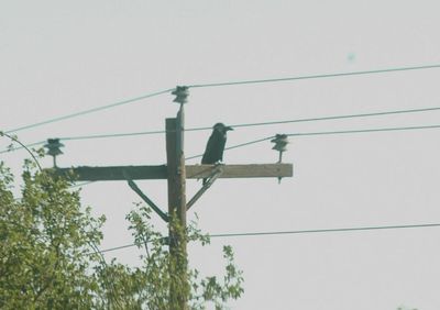 429county.commonraven2222222.JPG