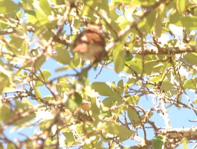 429county.bird.JPG