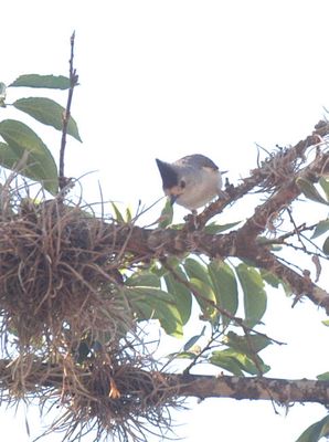 429county.blackcrestedtitmouse.JPG
