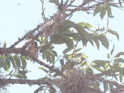 429county.bird44444444.JPG