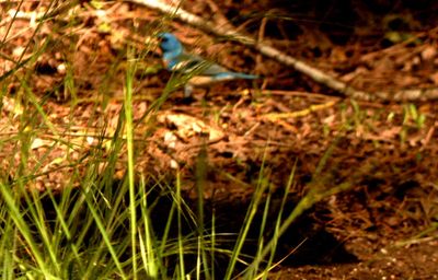 430County.lllazuliibunting.JPG