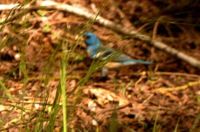 430County.lazuli33322222.JPG