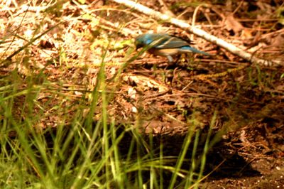430County.l222l2lazulribunting.JPG