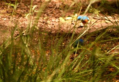 430County.4444444buntings.JPG