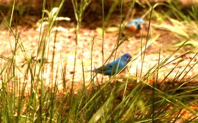 430Countypecangrovebuntings..JPG