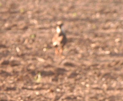 430County.crestedcaracara.JPG
