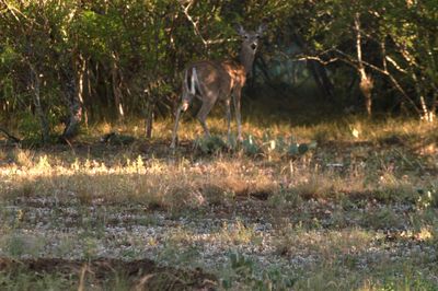 430County.deer.JPG