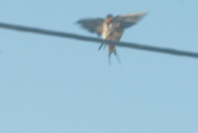 430County.4444444barnswallows.JPG