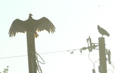 430County.turkeyvultures.JPG