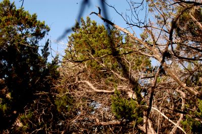 430County.junipers.JPG