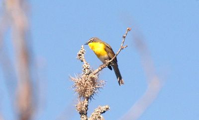 430County.yelbreastedchat.JPG