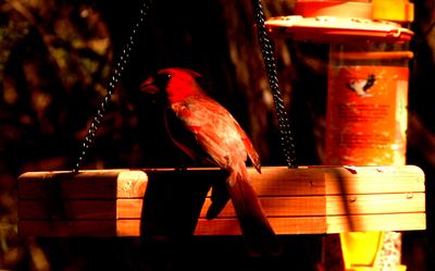 430County.cardinal33333333.JPG