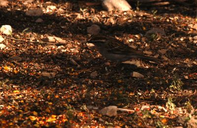 430County.chippingsparrow.JPG