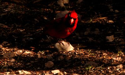 430County.3333333cardinal.JPG