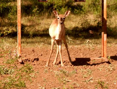 430County.ddeer222222222.JPG