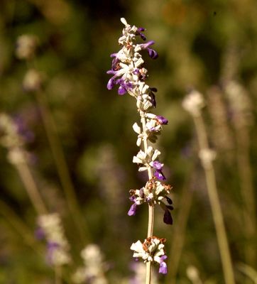 430County.purple212.JPG