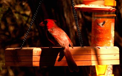 51countycardinal22222222.JPG